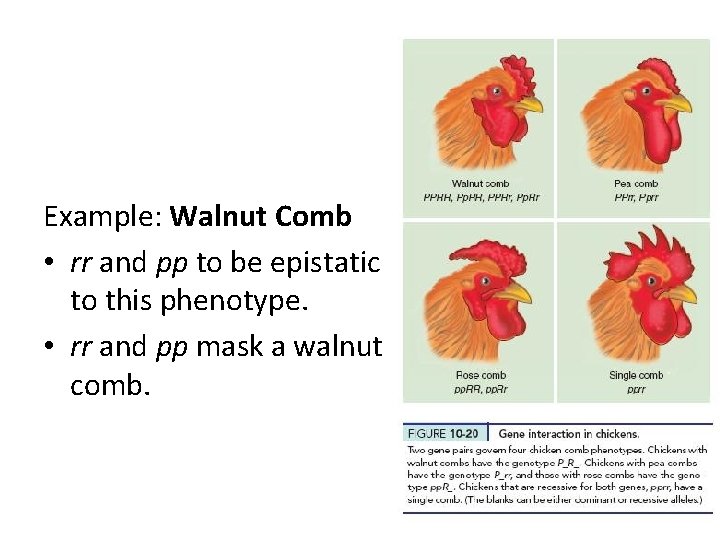 Example: Walnut Comb • rr and pp to be epistatic to this phenotype. •