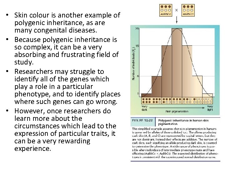  • Skin colour is another example of polygenic inheritance, as are many congenital