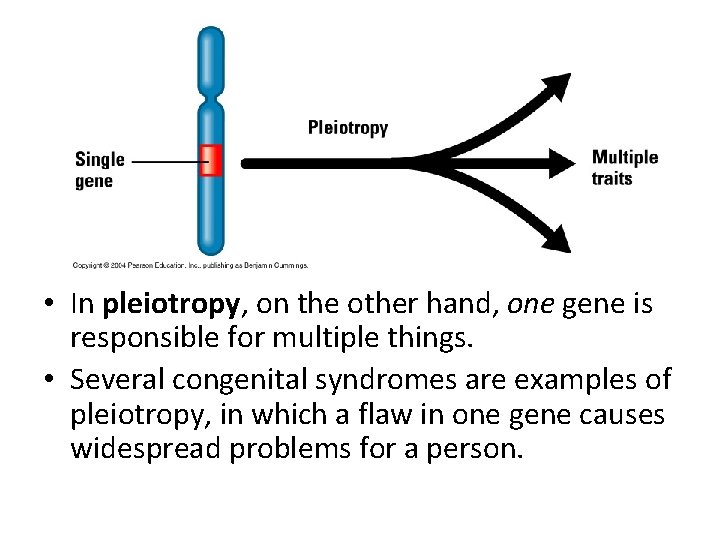  • In pleiotropy, on the other hand, one gene is responsible for multiple
