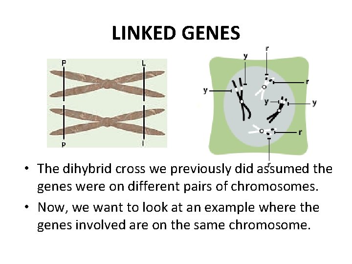 LINKED GENES • The dihybrid cross we previously did assumed the genes were on