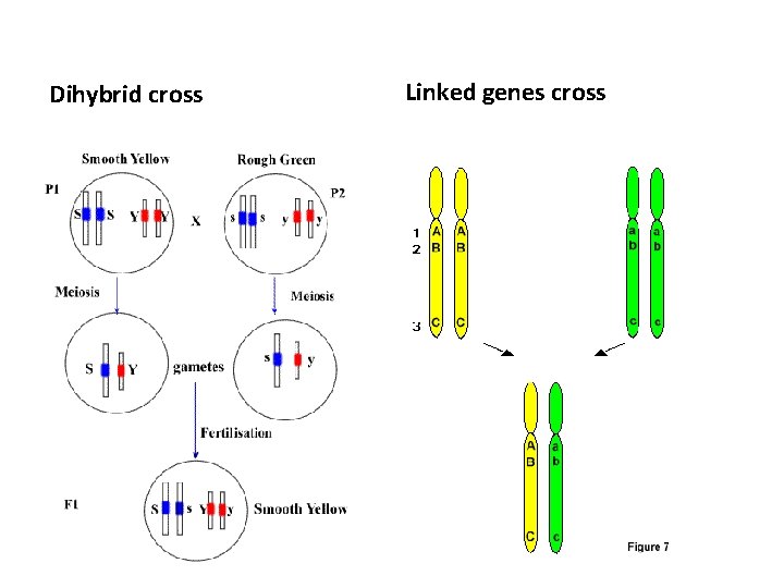 Dihybrid cross Linked genes cross 