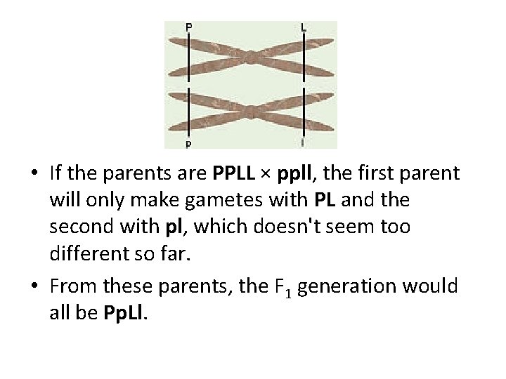  • If the parents are PPLL × ppll, the first parent will only