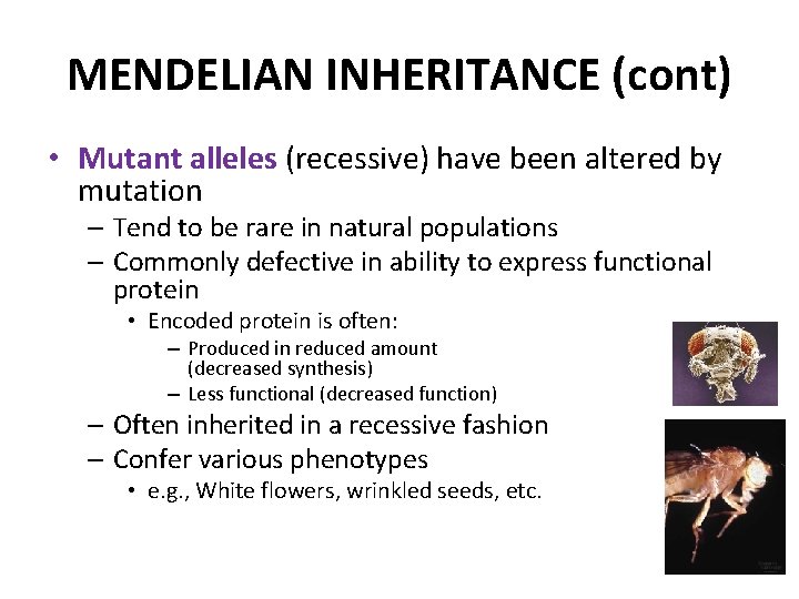 MENDELIAN INHERITANCE (cont) • Mutant alleles (recessive) have been altered by mutation – Tend