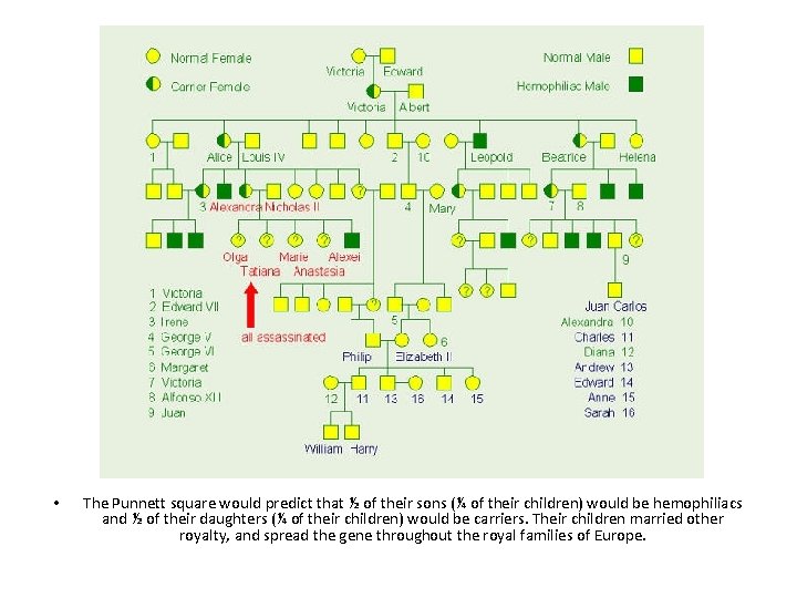  • The Punnett square would predict that ½ of their sons (¼ of