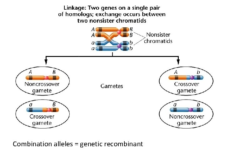 Combination alleles = genetic recombinant 