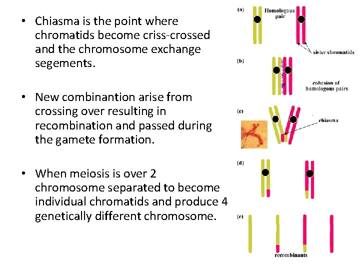  • Chiasma is the point where chromatids become criss-crossed and the chromosome exchange