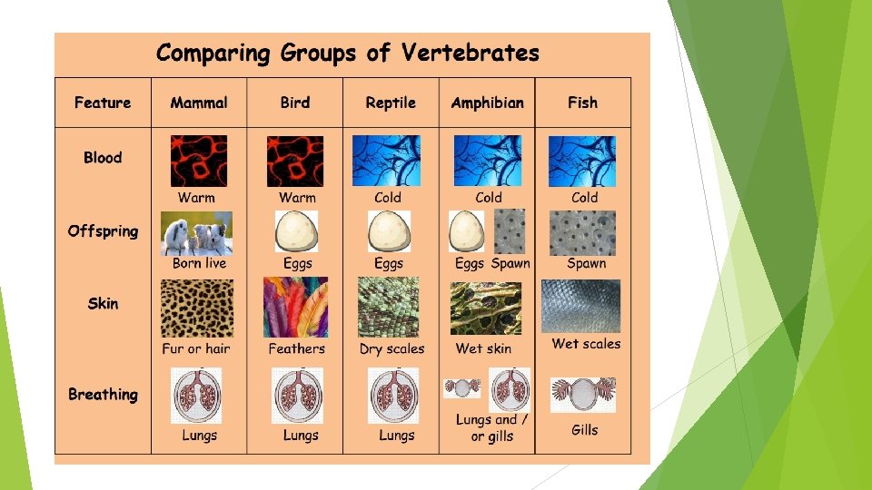 How do we classify living things Plants and