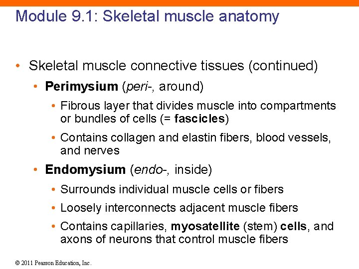 Module 9. 1: Skeletal muscle anatomy • Skeletal muscle connective tissues (continued) • Perimysium