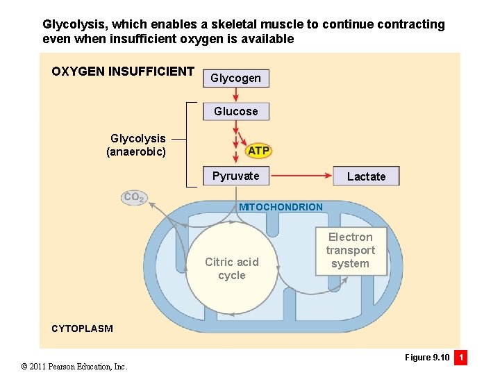 Glycolysis, which enables a skeletal muscle to continue contracting even when insufficient oxygen is