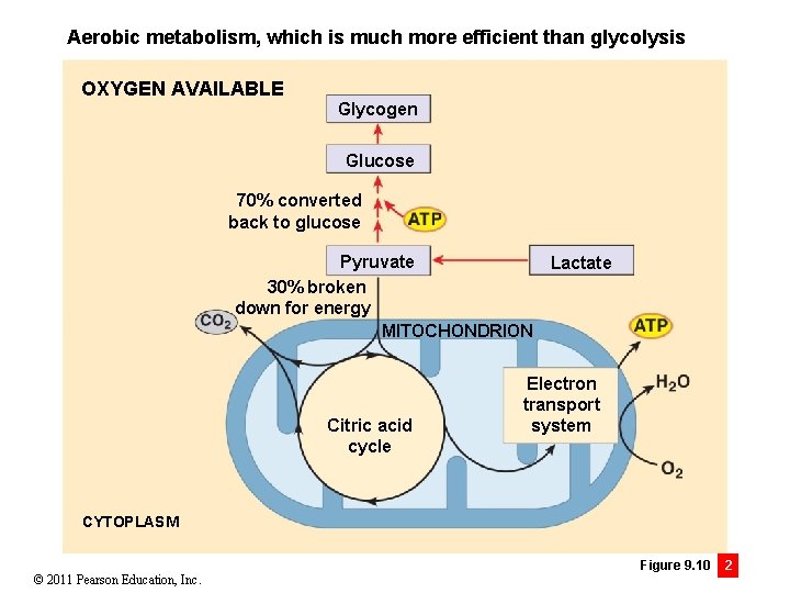 Aerobic metabolism, which is much more efficient than glycolysis OXYGEN AVAILABLE Glycogen Glucose 70%