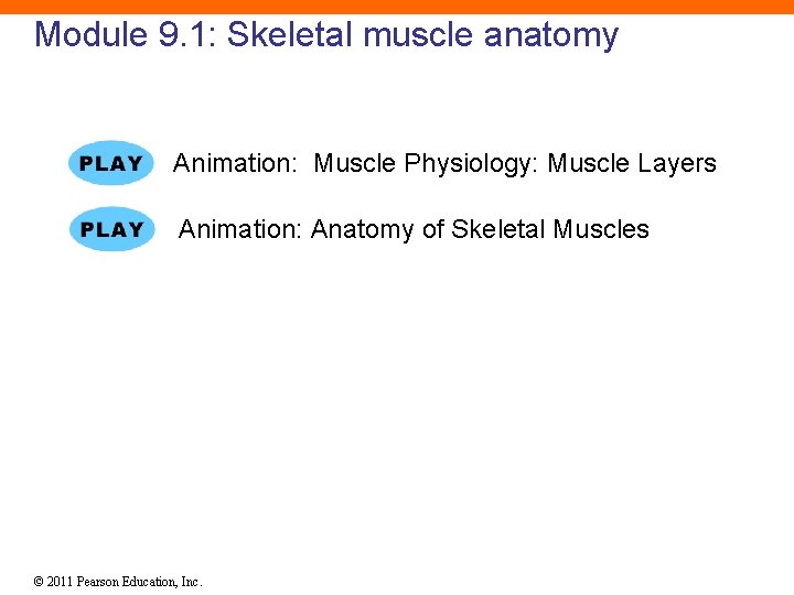 Module 9. 1: Skeletal muscle anatomy Animation: Muscle Physiology: Muscle Layers Animation: Anatomy of