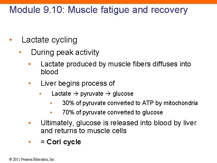 Module 9. 10: Muscle fatigue and recovery • Lactate cycling • During peak activity