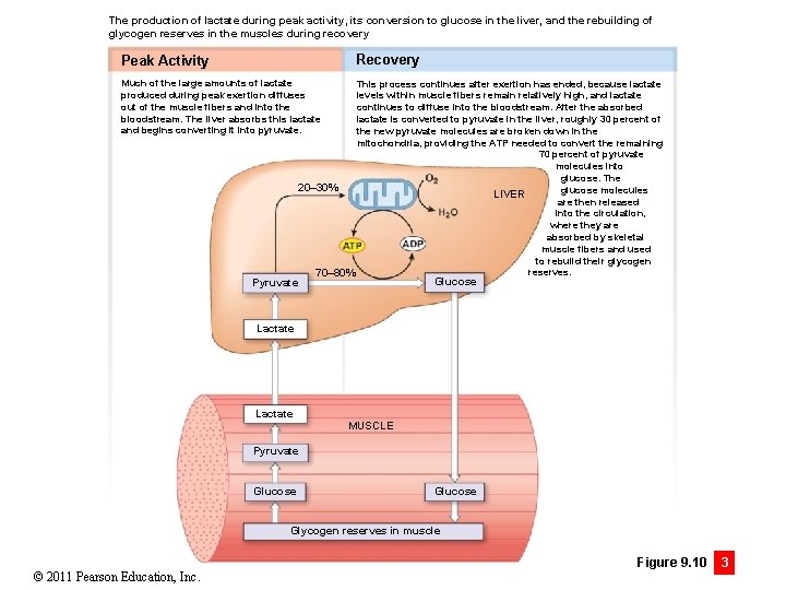 The production of lactate during peak activity, its conversion to glucose in the liver,