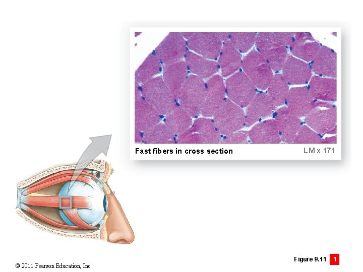 Fast fibers in cross section © 2011 Pearson Education, Inc. LM x 171 Figure