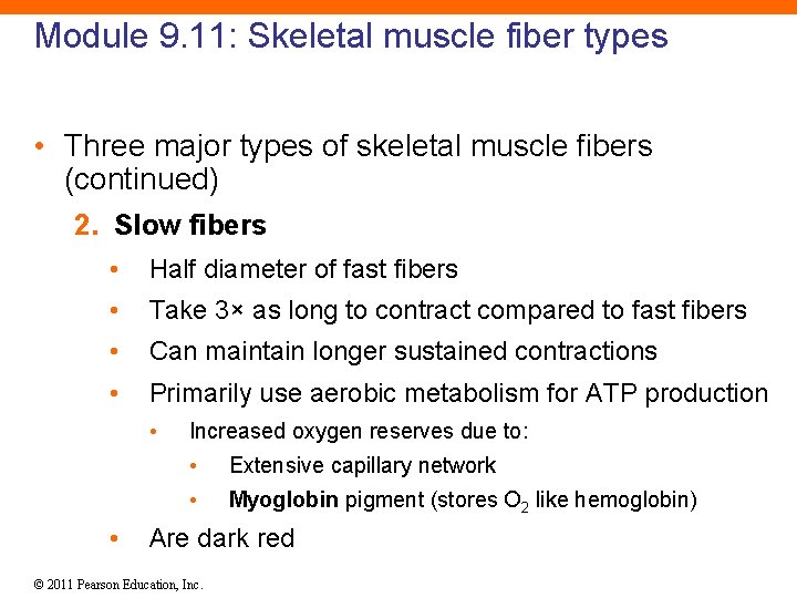 Module 9. 11: Skeletal muscle fiber types • Three major types of skeletal muscle