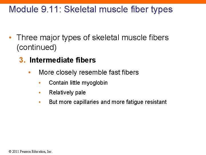 Module 9. 11: Skeletal muscle fiber types • Three major types of skeletal muscle