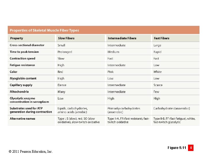 © 2011 Pearson Education, Inc. Figure 9. 11 4 