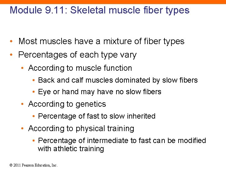 Module 9. 11: Skeletal muscle fiber types • Most muscles have a mixture of