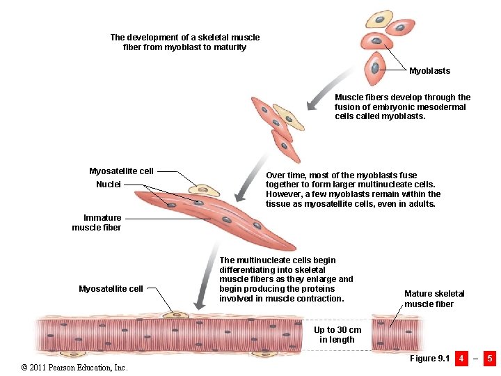 The development of a skeletal muscle fiber from myoblast to maturity Myoblasts Muscle fibers