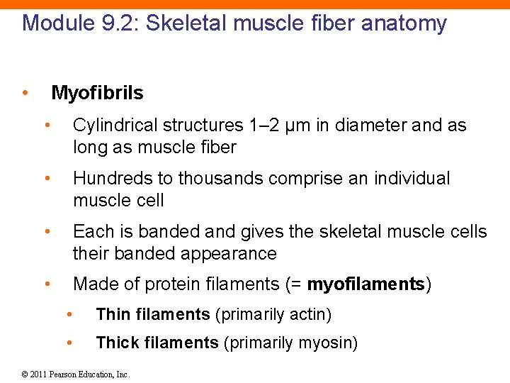 Module 9. 2: Skeletal muscle fiber anatomy • Myofibrils • Cylindrical structures 1– 2