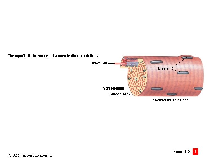 The myofibril, the source of a muscle fiber’s striations Myofibril Nuclei Sarcolemma Sarcoplasm Skeletal