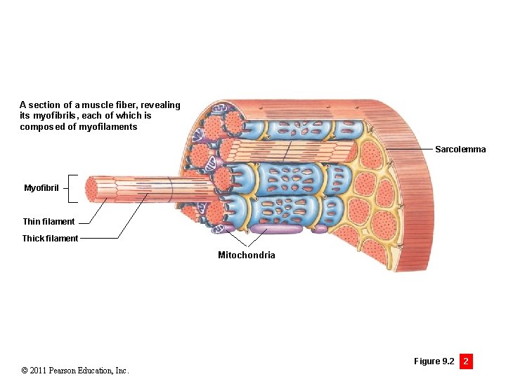 A section of a muscle fiber, revealing its myofibrils, each of which is composed