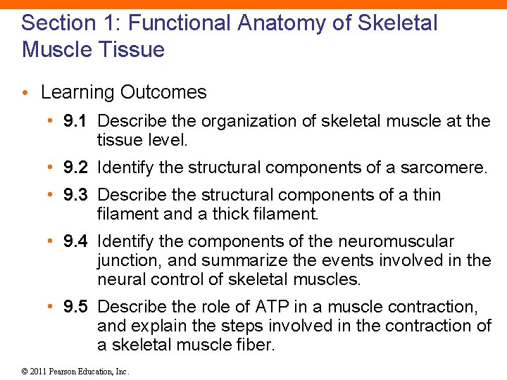 Section 1: Functional Anatomy of Skeletal Muscle Tissue • Learning Outcomes • 9. 1