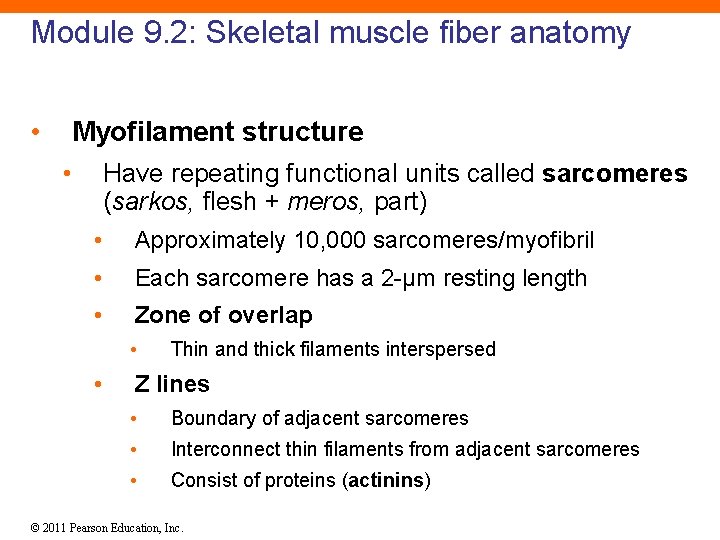 Module 9. 2: Skeletal muscle fiber anatomy • Myofilament structure • Have repeating functional