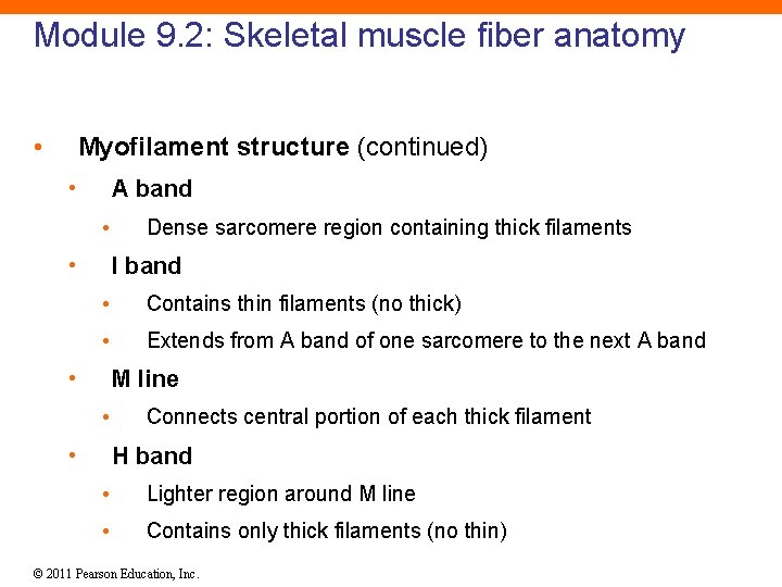 Module 9. 2: Skeletal muscle fiber anatomy • Myofilament structure (continued) • A band