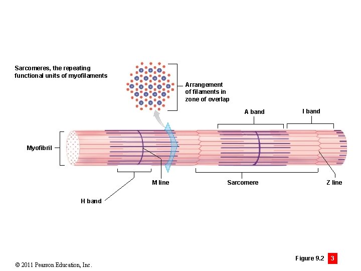 Sarcomeres, the repeating functional units of myofilaments Arrangement of filaments in zone of overlap