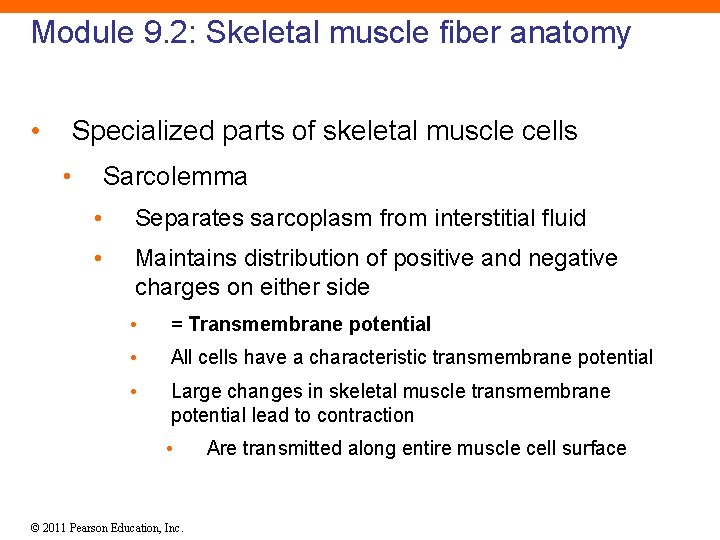 Module 9. 2: Skeletal muscle fiber anatomy • Specialized parts of skeletal muscle cells