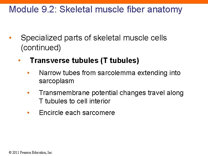 Module 9. 2: Skeletal muscle fiber anatomy • Specialized parts of skeletal muscle cells