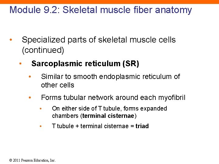 Module 9. 2: Skeletal muscle fiber anatomy • Specialized parts of skeletal muscle cells