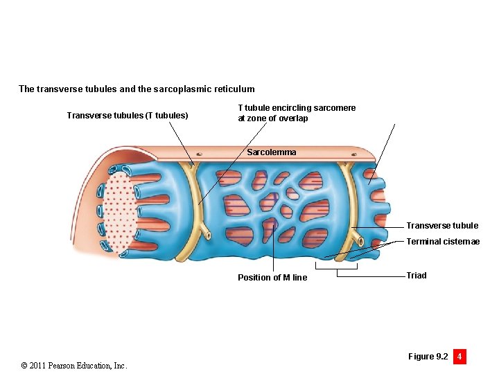 The transverse tubules and the sarcoplasmic reticulum Transverse tubules (T tubules) T tubule encircling