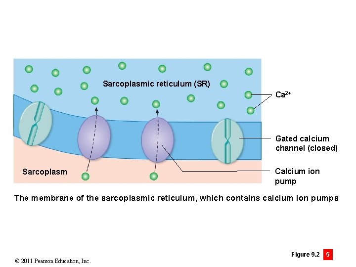 Sarcoplasmic reticulum (SR) Ca 2+ Gated calcium channel (closed) Sarcoplasm Calcium ion pump The