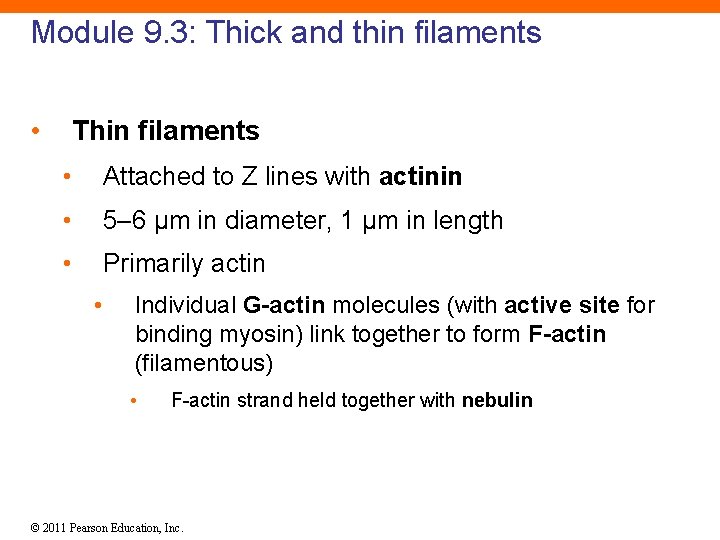 Module 9. 3: Thick and thin filaments • Thin filaments • Attached to Z