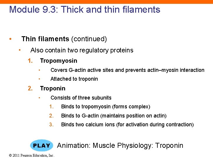 Module 9. 3: Thick and thin filaments • Thin filaments (continued) • Also contain