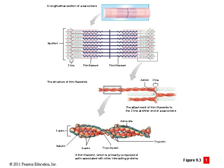 A longitudinal section of a sarcomere Myofibril Z line Thin filament Thick filament Actinin