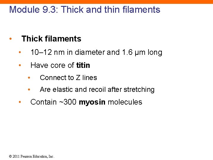 Module 9. 3: Thick and thin filaments • Thick filaments • 10– 12 nm