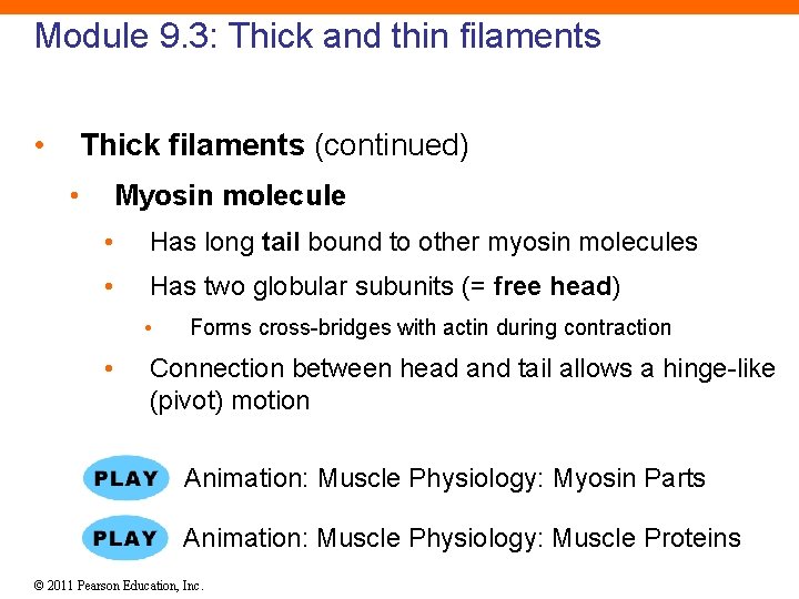 Module 9. 3: Thick and thin filaments • Thick filaments (continued) • Myosin molecule