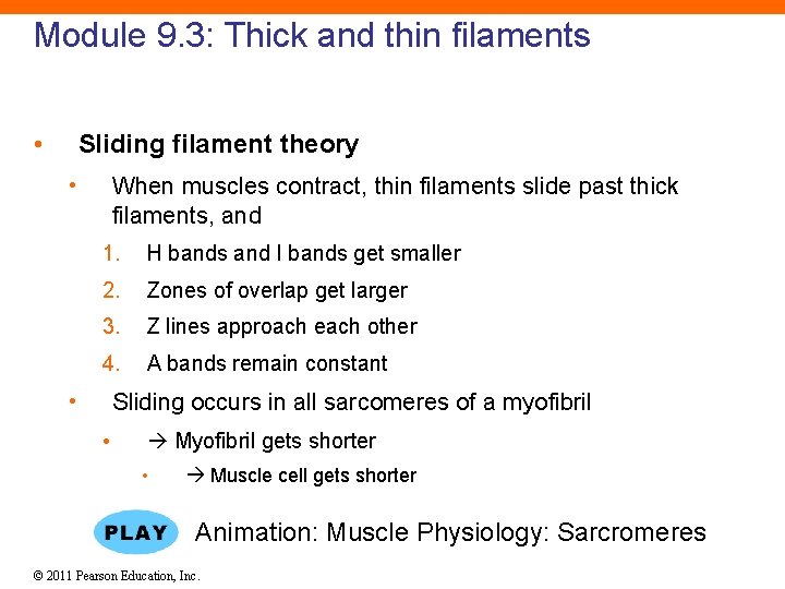 Module 9. 3: Thick and thin filaments • Sliding filament theory • When muscles