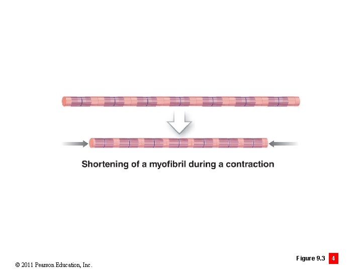 © 2011 Pearson Education, Inc. Figure 9. 3 4 