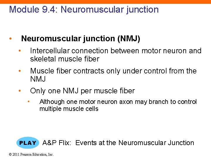 Module 9. 4: Neuromuscular junction • Neuromuscular junction (NMJ) • Intercellular connection between motor