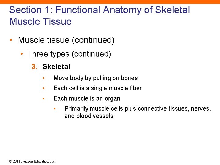 Section 1: Functional Anatomy of Skeletal Muscle Tissue • Muscle tissue (continued) • Three