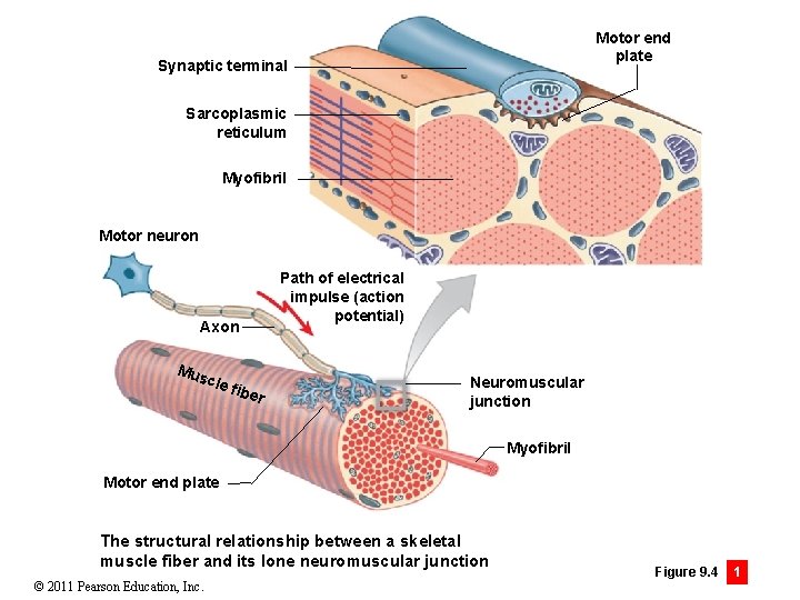 Motor end plate Synaptic terminal Sarcoplasmic reticulum Myofibril Motor neuron Path of electrical impulse