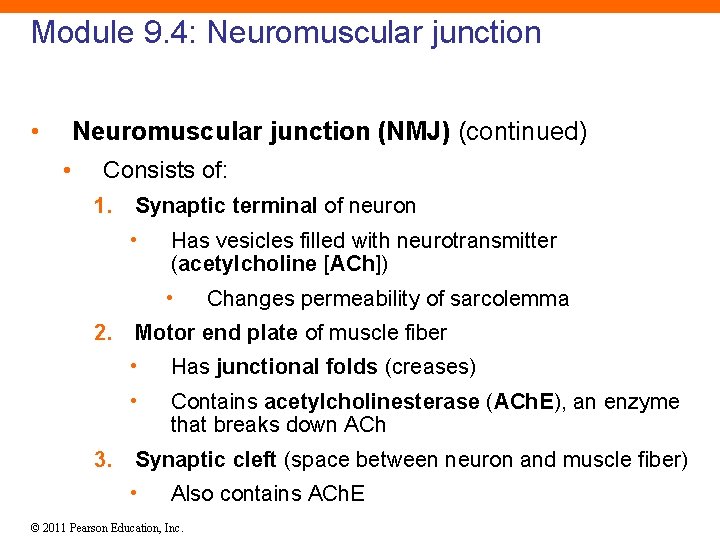 Module 9. 4: Neuromuscular junction • Neuromuscular junction (NMJ) (continued) • Consists of: 1.
