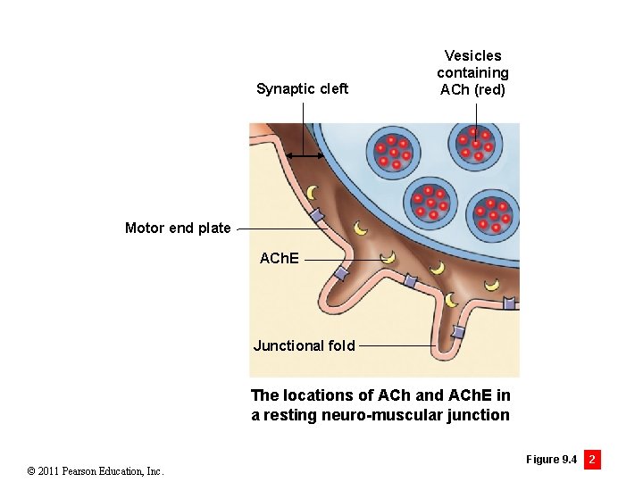 Synaptic cleft Vesicles containing ACh (red) Motor end plate ACh. E Junctional fold The