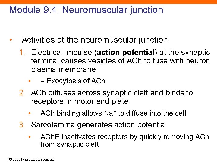 Module 9. 4: Neuromuscular junction • Activities at the neuromuscular junction 1. Electrical impulse