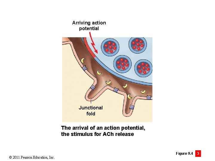 Arriving action potential Junctional fold The arrival of an action potential, the stimulus for