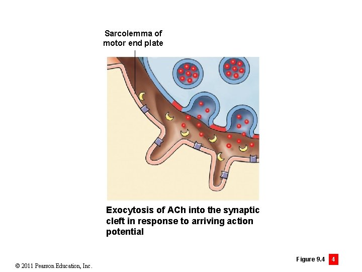 Sarcolemma of motor end plate Exocytosis of ACh into the synaptic cleft in response